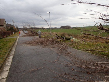 odklízení odstraněných stromů 08.12.2017